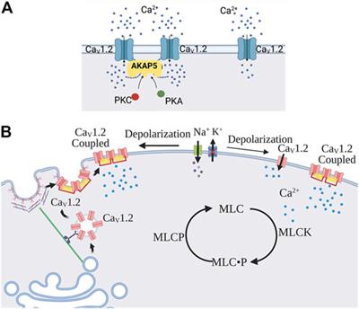 Functional tuning of Vascular L-type Ca2+ channels